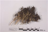 藏品(麩石蕊)的圖片